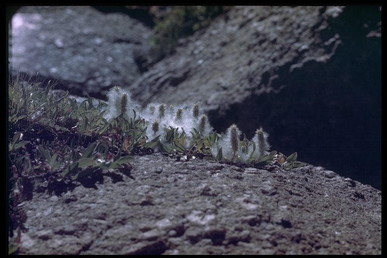 Image of alpine willow