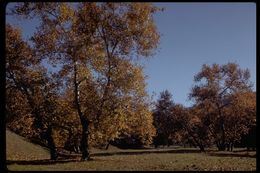 Image of California sycamore