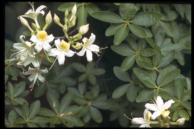 صورة Rhododendron occidentale (Torr. & Gray) A. Gray