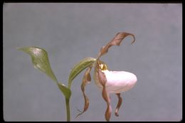 Imagem de Cypripedium montanum Douglas ex Lindl.