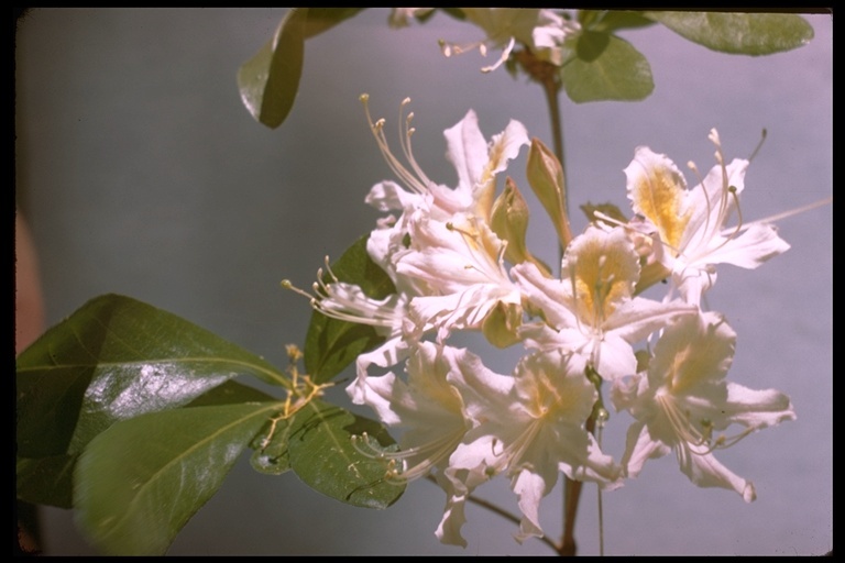 صورة Rhododendron occidentale (Torr. & Gray) A. Gray