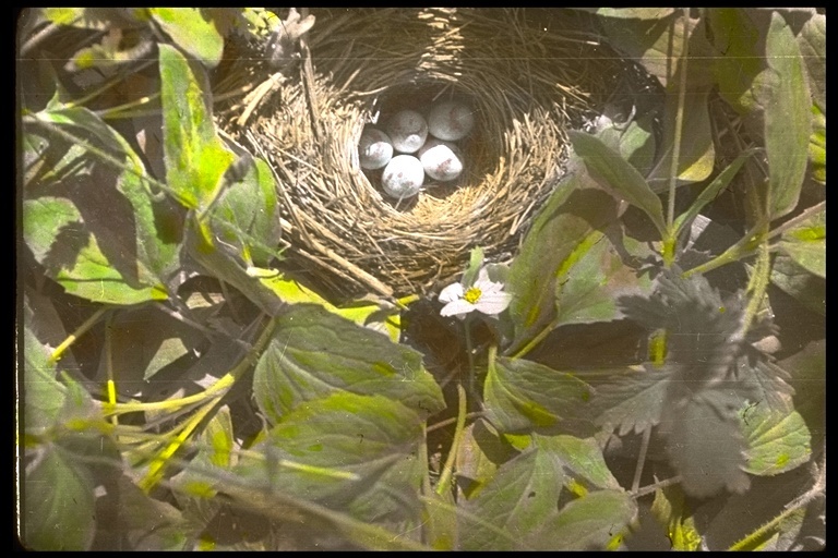 Image of Dark-eyed Junco