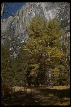 Image of Black Cottonwood