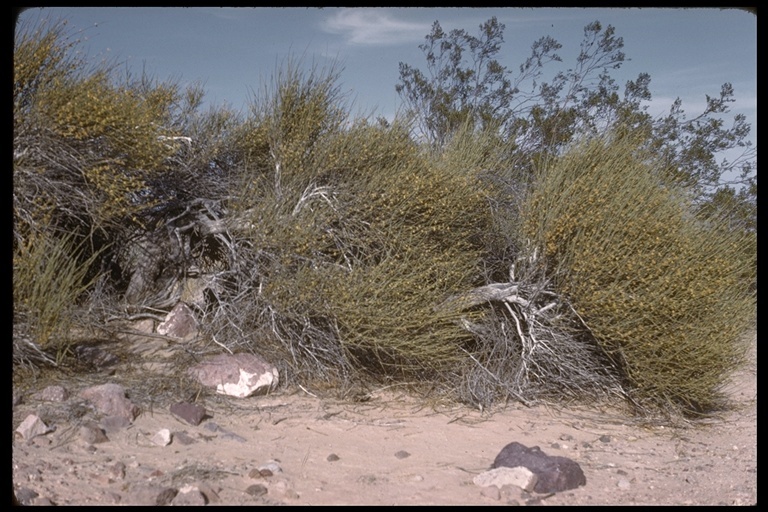 Image of California Ephedra