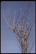 Image of California Ephedra