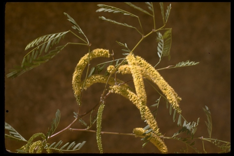 Image of Torrey mesquite