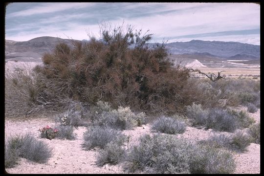 Image of screwbean mesquite