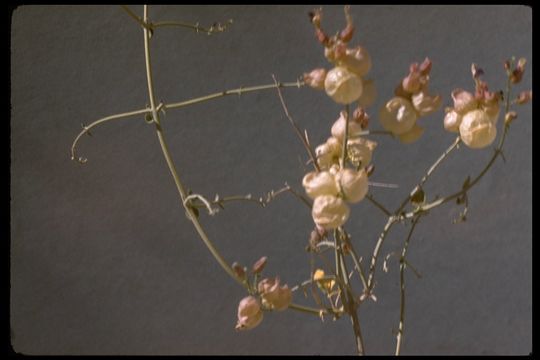 Imagem de Scutellaria mexicana (Torr.) A. J. Paton