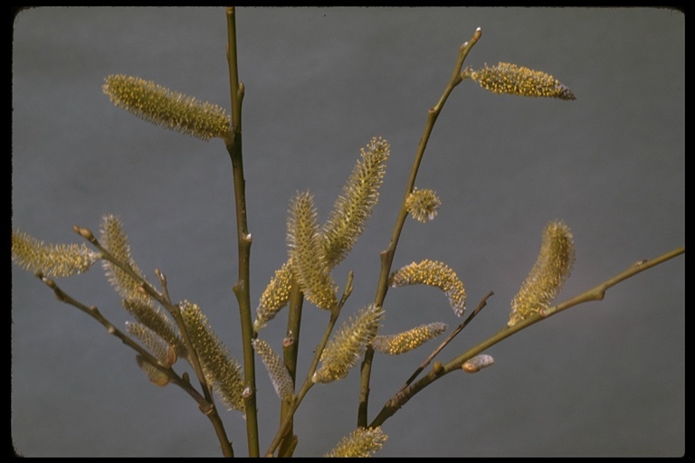 Salix lasiolepis Benth. resmi