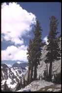 Image of Mountain Hemlock