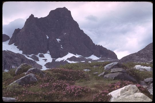 Image of purple mountainheath