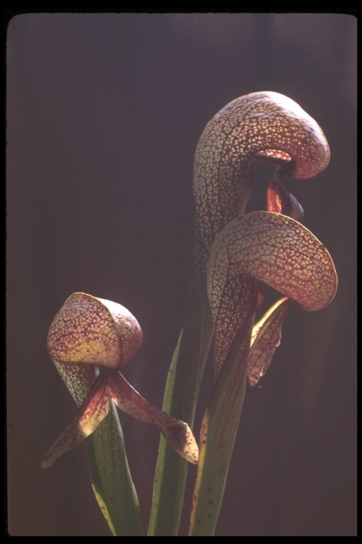 Image of California pitcherplant