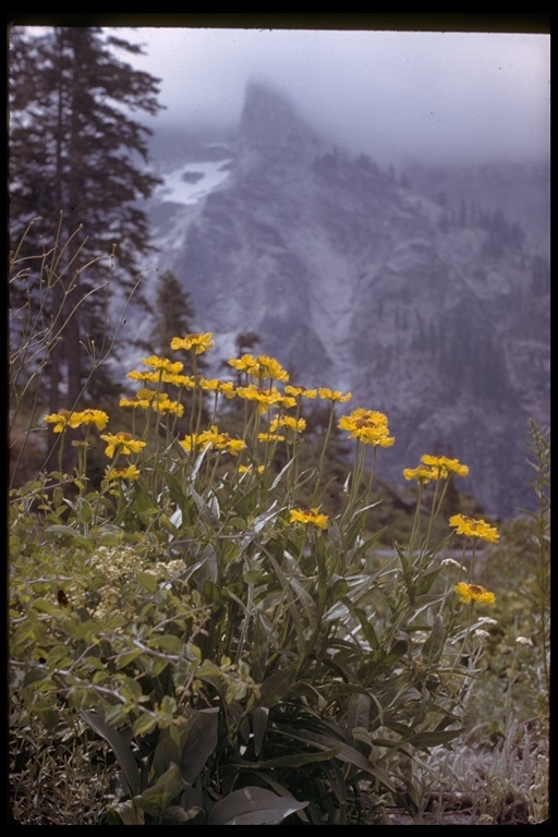 Image of Bigelow's sneezeweed