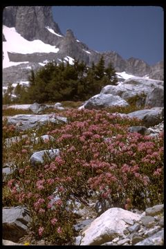 Image of purple mountainheath