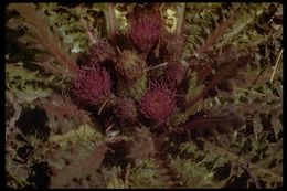 Image of meadow thistle