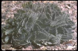 Image of desert bearpoppy