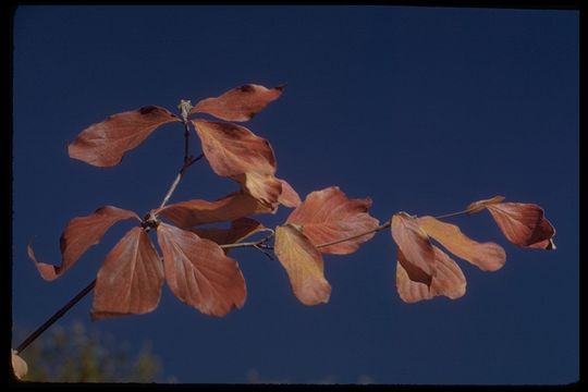 Image of Pacific dogwood