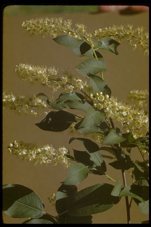 Sivun Prunus virginiana var. demissa (Nutt.) Torr. kuva