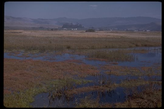 Image of Pacific Swampfire