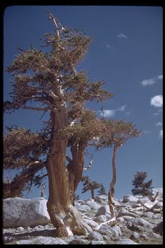 Image de <i>Pinus balfouriana</i> ssp. <i>austrina</i>