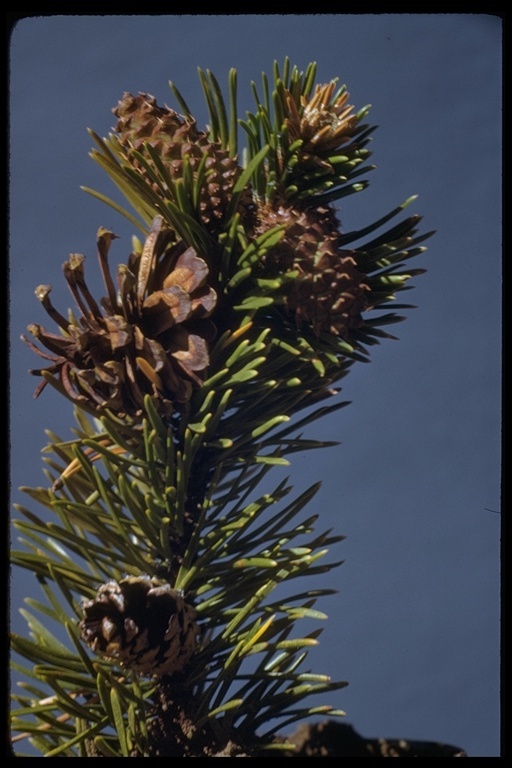 Imagem de Pinus contorta var. murrayana (Balf.) Engelm.