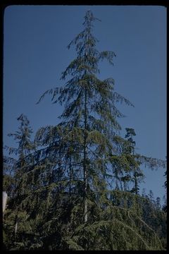 Image of western hemlock