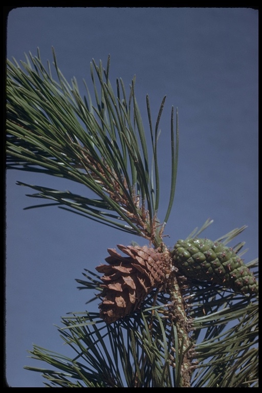 Imagem de Pinus contorta Douglas ex Loudon