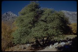 Image of <i>Quercus</i> × <i>morehus</i>