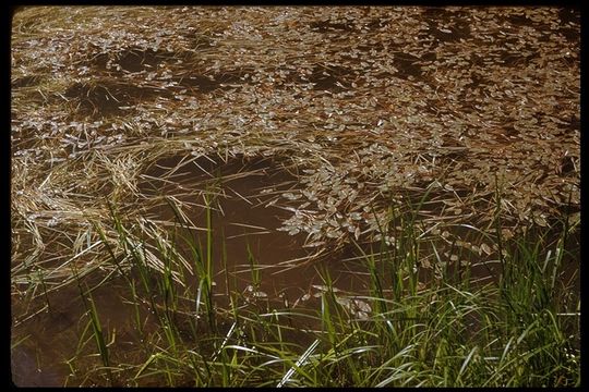 Image of Broad-leaved Pondweed