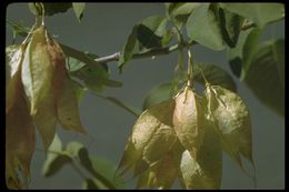 Image of Sierra bladdernut