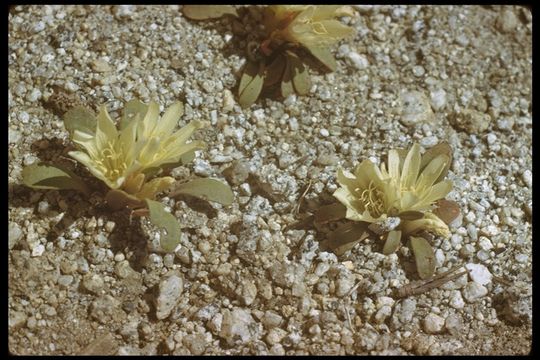 Image of Kellogg's lewisia