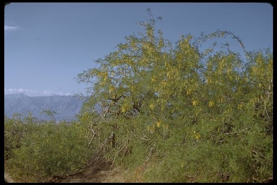 Image de Prosopis chilensis (Molina) Stuntz