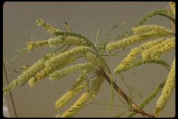 Image de Prosopis chilensis (Molina) Stuntz