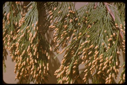 Image of Bastard Cedar