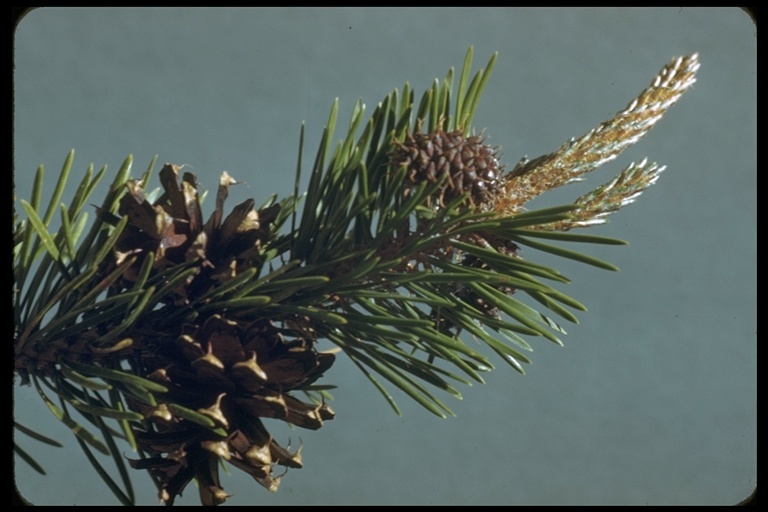 Imagem de Pinus contorta var. murrayana (Balf.) Engelm.