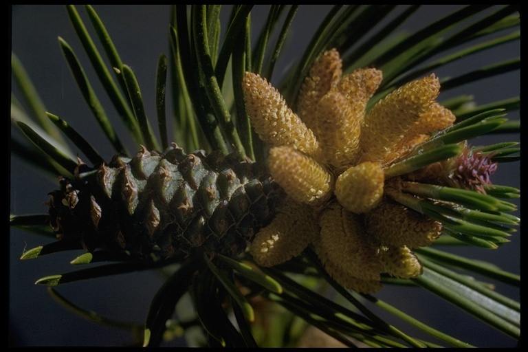 Imagem de Pinus contorta var. murrayana (Balf.) Engelm.