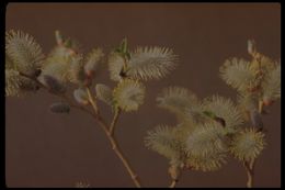 Image of yellow willow