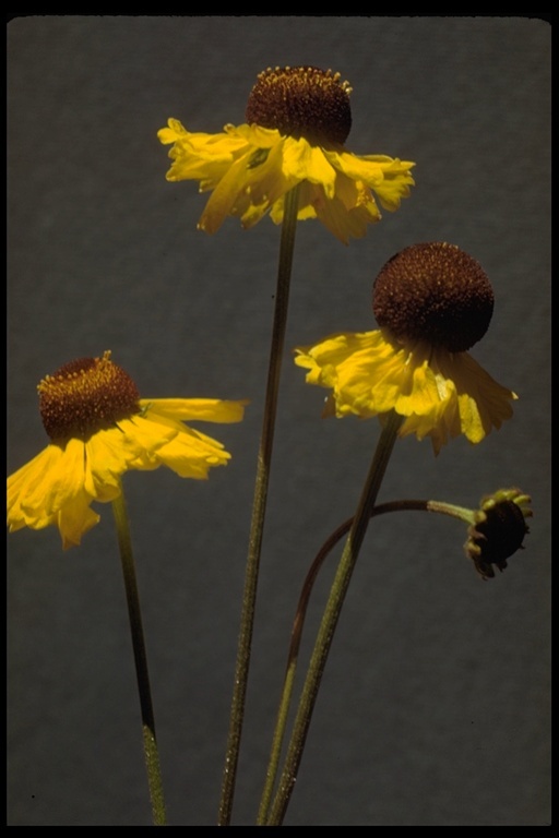 Image of Bigelow's sneezeweed