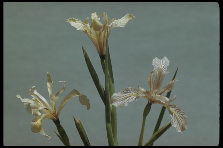 Image of rainbow iris