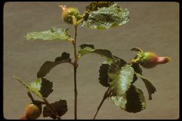 Слика од Corylus cornuta subsp. californica (A. DC.) A. E. Murray