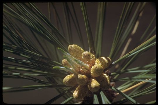 Image of Jeffrey Pine