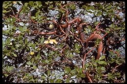 Imagem de Arctostaphylos nevadensis A. Gray