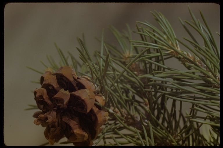 Image of singleleaf pinyon