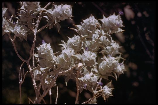 Image de Salvia funerea M. E. Jones