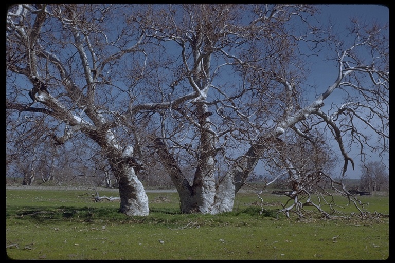 Image of California sycamore