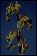 Image of California sycamore