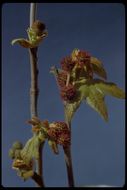 Image of California sycamore