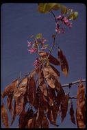 Image of Texas redbud