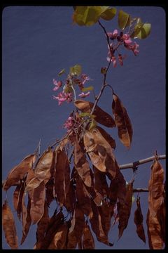 Cercis canadensis var. texensis (S. Watson) M. Hopkins resmi