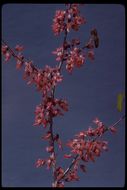 Cercis canadensis var. texensis (S. Watson) M. Hopkins resmi